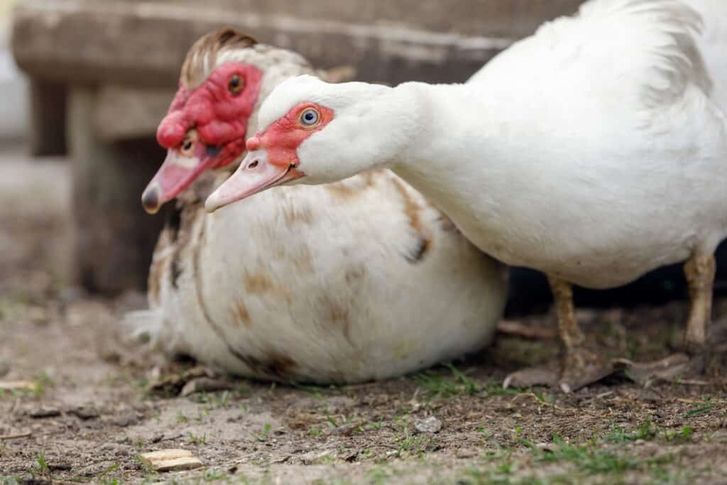 maschio contro femmina anatra muta
