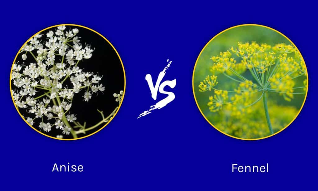 Anice vs Finocchio