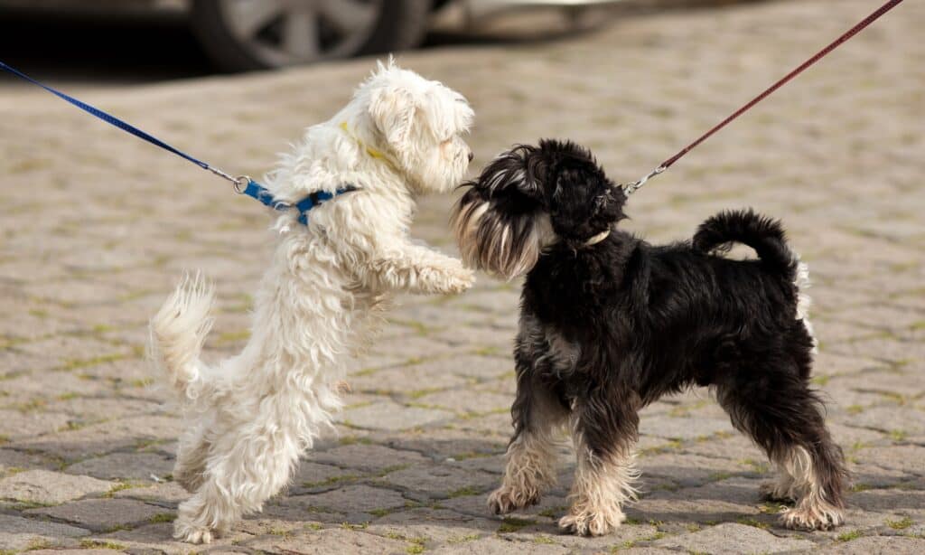perchè i cani annusano il sedere