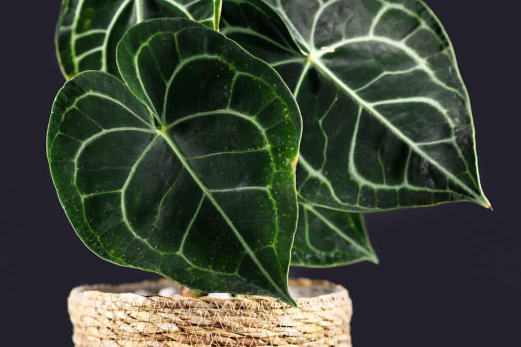 Anthurium Crystallinum vs Clarinervium