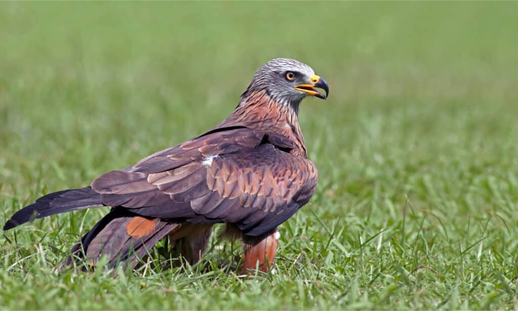 Aquilone rosso seduto nell'erba