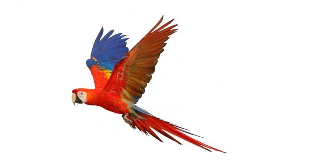 uccello ara in volo