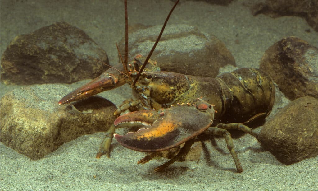Aragosta del Maine