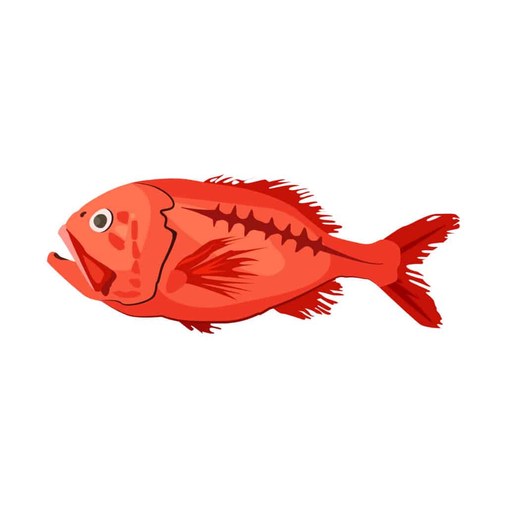 Arancio ruvido