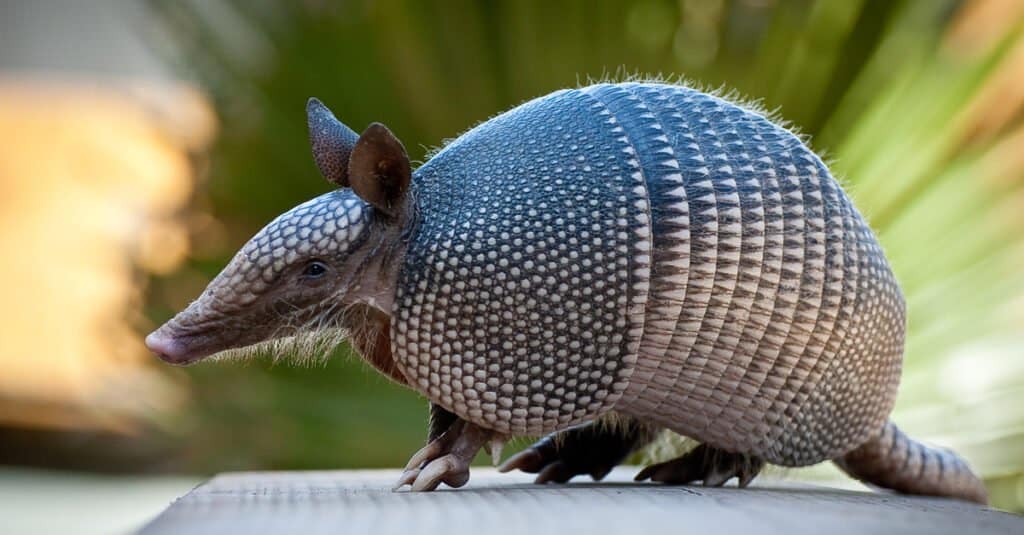 Animali interessanti – Armadillo a nove bande