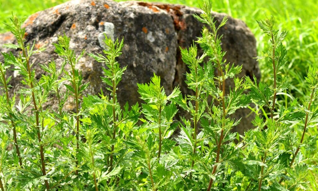 pianta di artemisia al sole