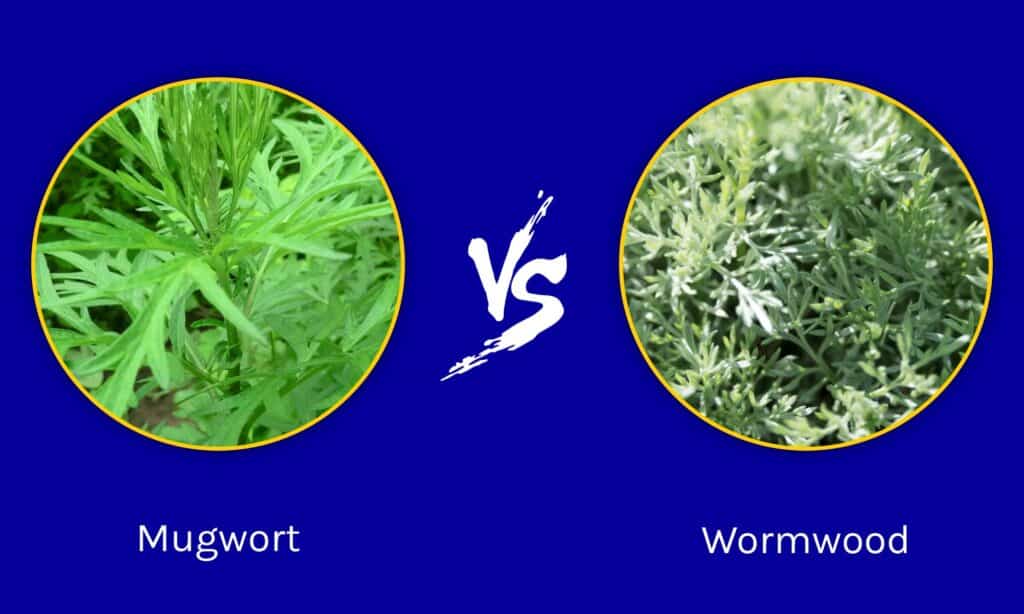 Artemisia vs Assenzio