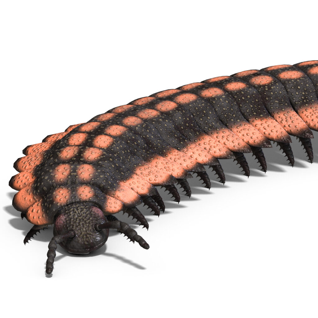 artropleura