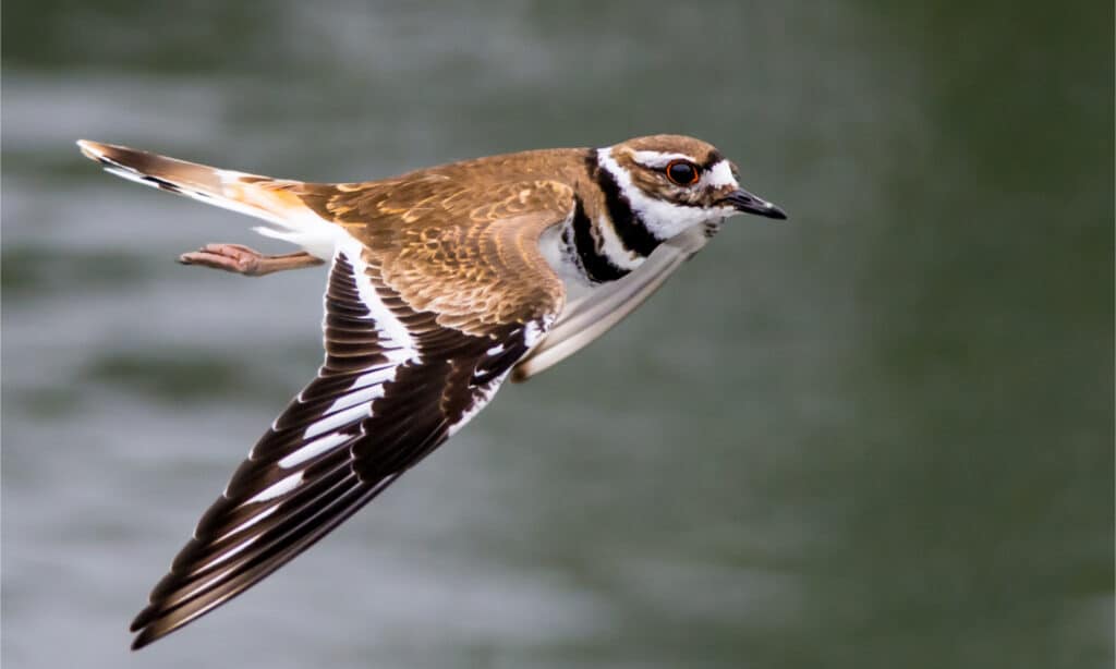 Ammazza in volo