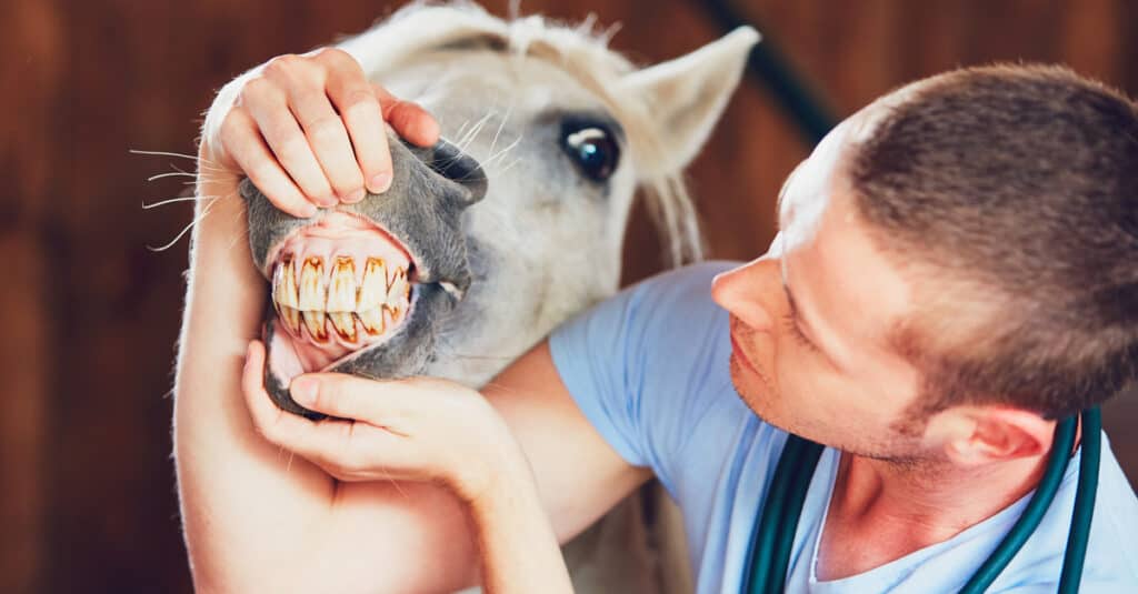 Denti di cavallo - veterinario che esamina i denti di cavallo