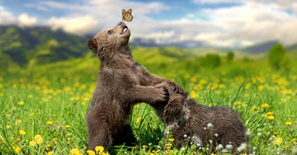 Cosa mangiano gli orsi grizzly - cuccioli di orso grizzly