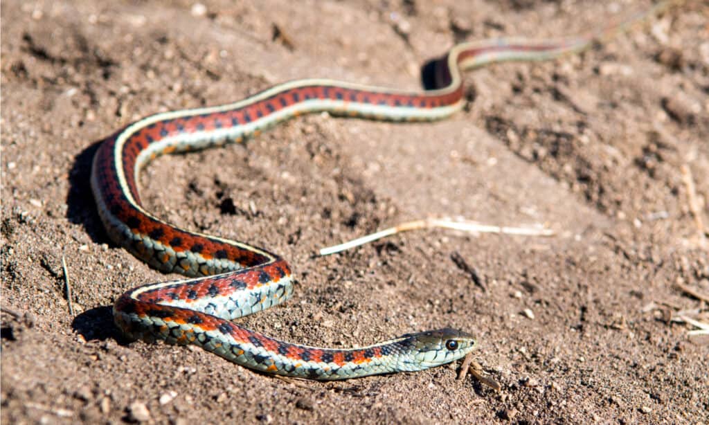 Serpente giarrettiera di San Francisco nella sabbia trovato sulla costa settentrionale della California.  Hanno grandi occhi rotondi rispetto alle dimensioni del corpo.