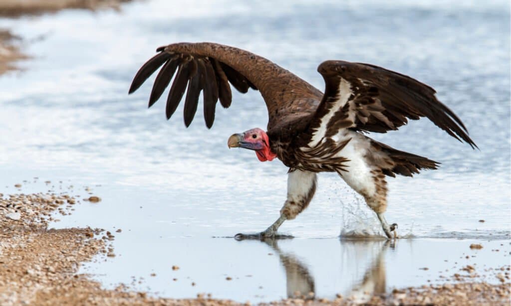 Avvoltoio dalla faccia a lamelle che cammina sull'acqua nel Parco Nazionale di Etosha in Namibia.  L'uccello ha dorso nero o marrone scuro, piume bianche sulle cosce e ventre bianco o marrone cuoio parzialmente ricoperto da lunghe piume nere che pendono dal collo.