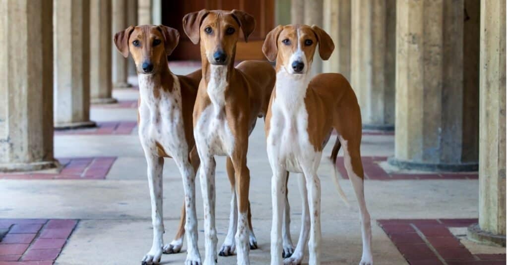 Razze rare di cani - Azawakh