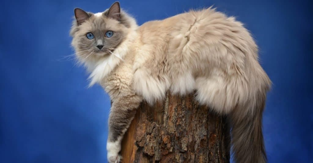 Blue Mitted Ragdoll Cat fuori, seduto su un ceppo.