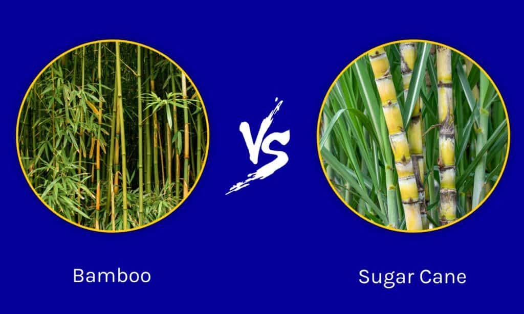 Bambù contro canna da zucchero