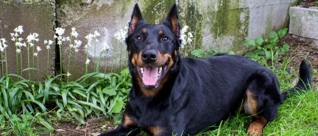 Beauceron posa da muro di pietra