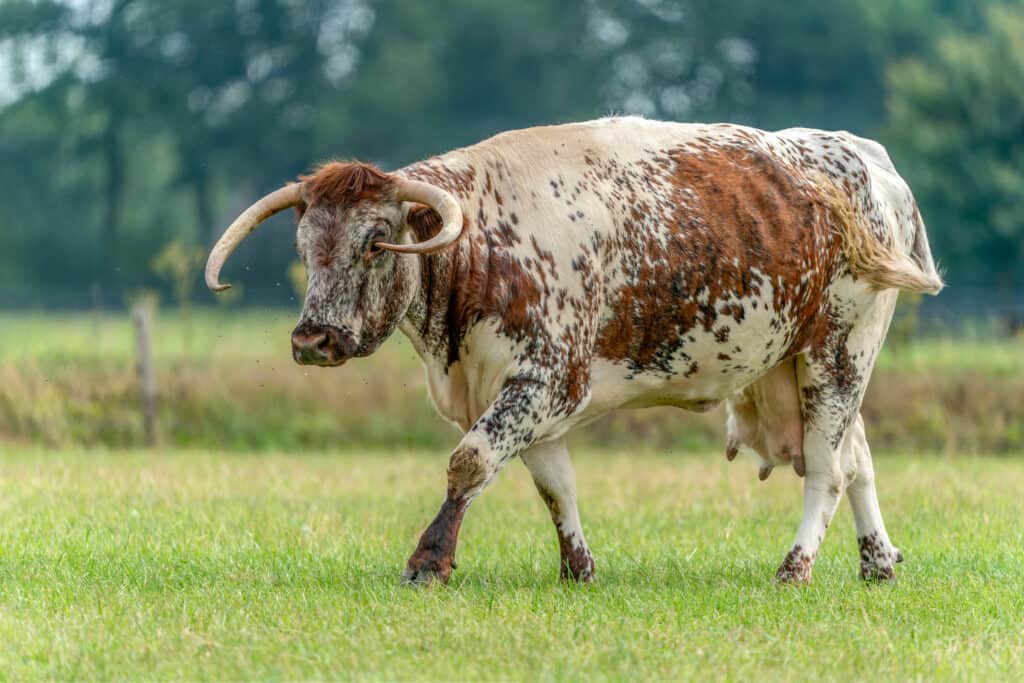Mucca inglese Longhorn