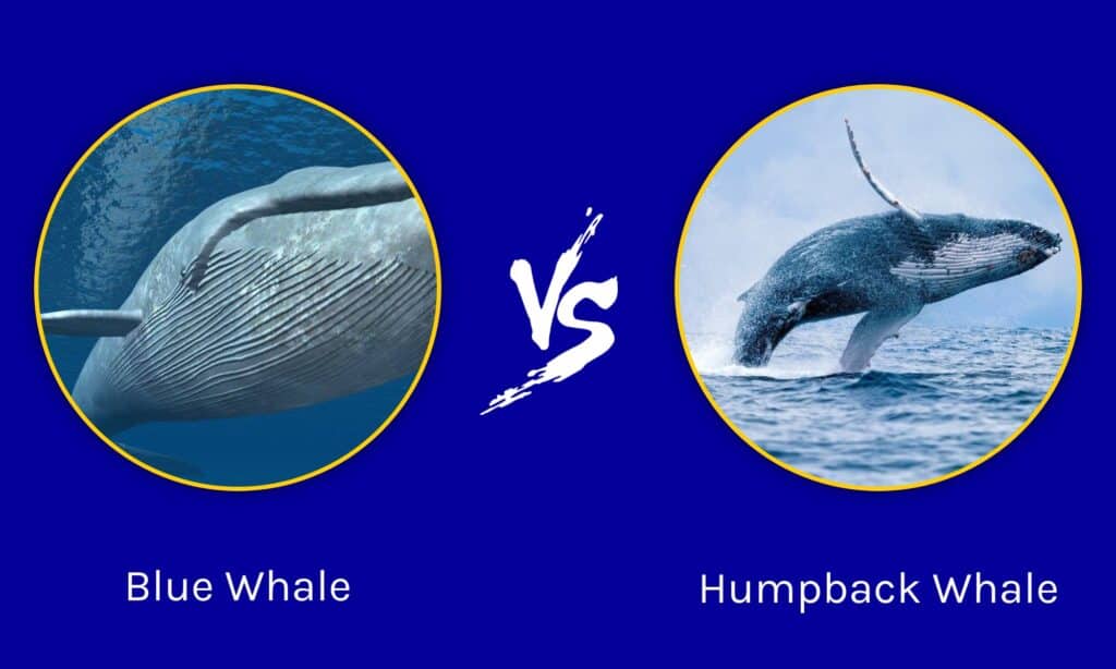 La balenottera azzurra contro la megattera