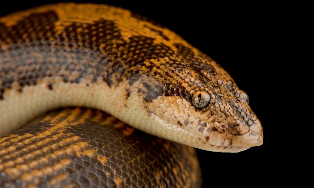Boa di sabbia keniota - Faccia 