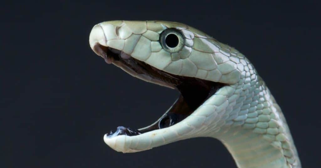 I mamba neri sono raramente neri e in realtà prendono il nome dall'interno della loro bocca.