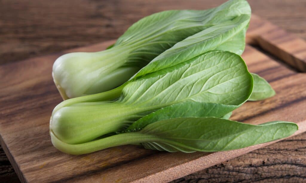 Bok Choy vs Baby Bok Choy