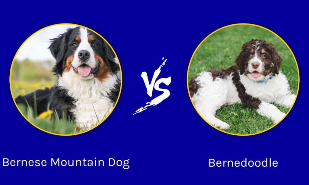 Bovaro del bernese contro Bernedoodle