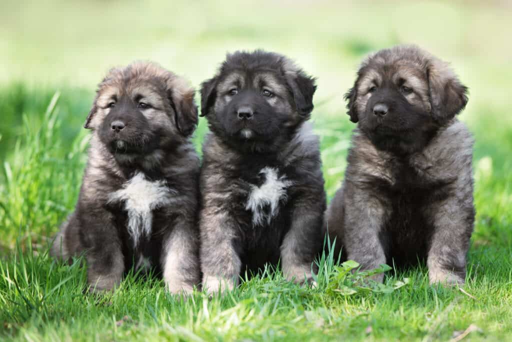 Cuccioli di bovaro caucasico
