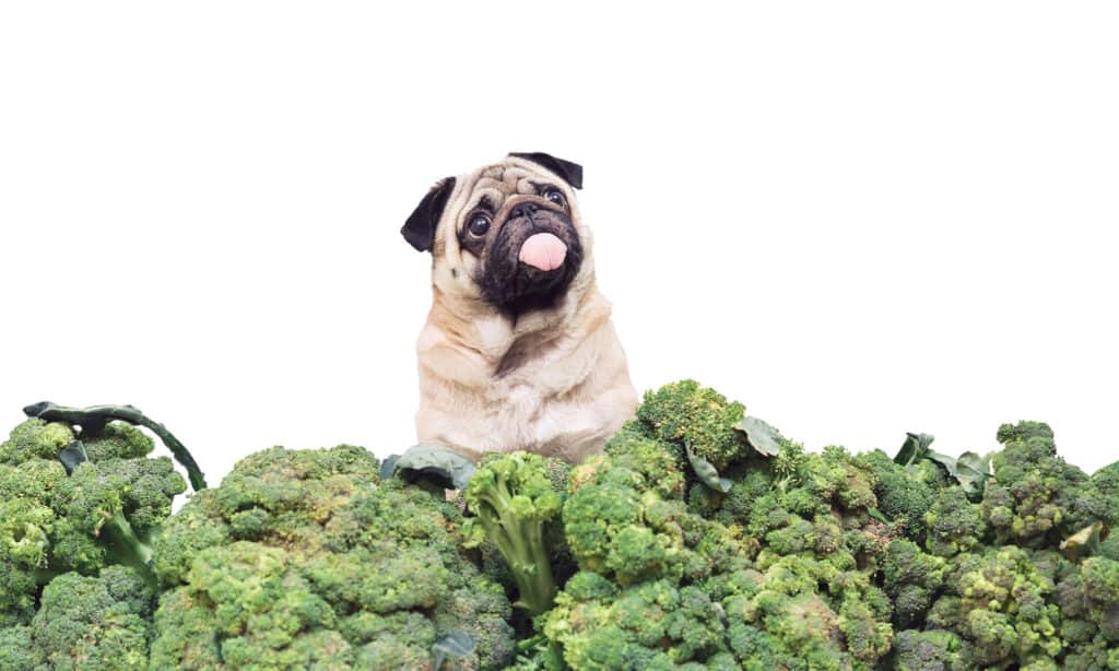 Broccoli vs Spinaci