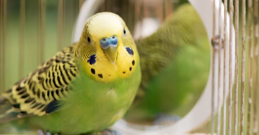 Il pappagallo verde del budgerigar si siede sulla gabbia vicino allo specchio.  Simpatico pappagallino verde.