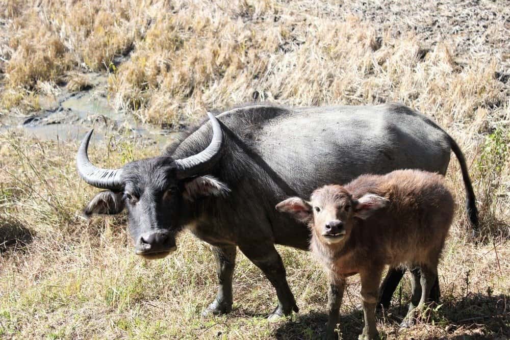 Bufalo d'acqua con vitello che guarda nella risaia a Manipur, India