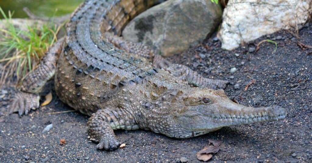Coccodrillo d'acqua dolce su una riva del fiume nel Queensland in Australia.
