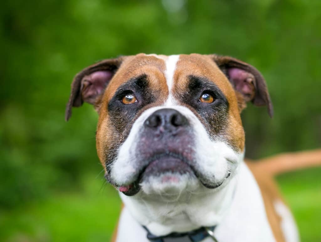 Mix di pugili bulldog