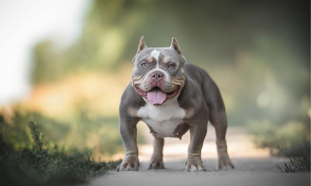 Bullo americano