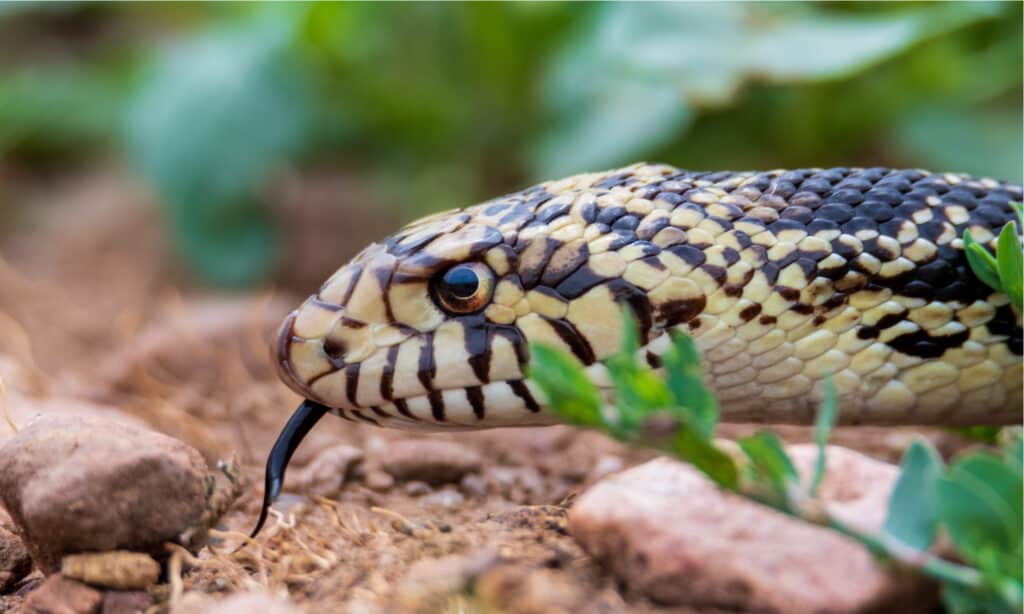 Primo piano di un serpente toro in natura.  Il serpente toro ha uno scudo sul naso per aiutarlo a scavare.