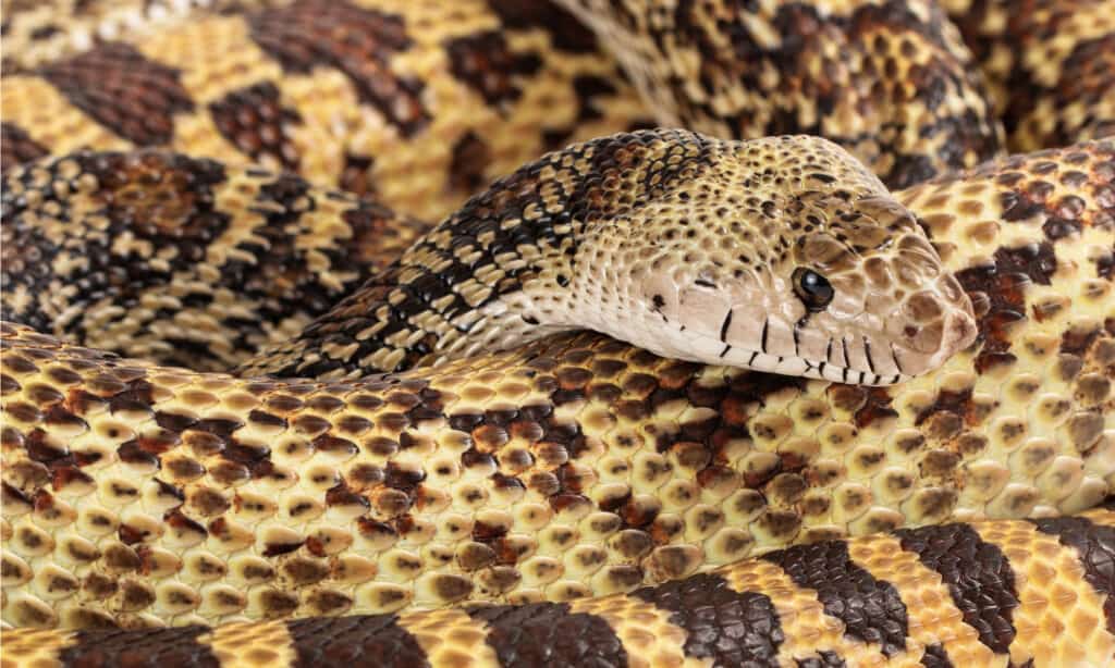 serpente toro