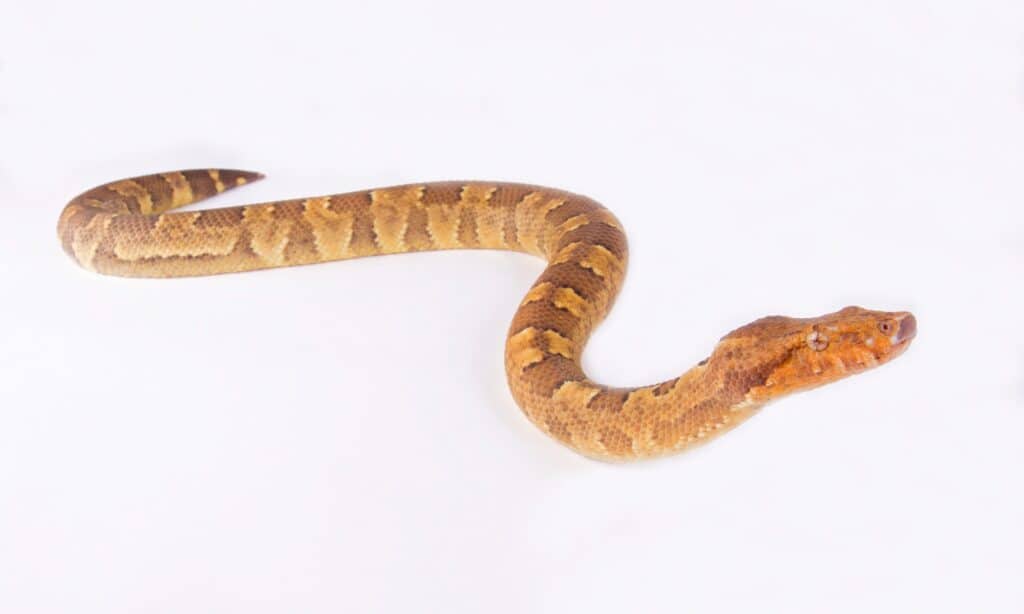 Boa di vipera in fase rossa