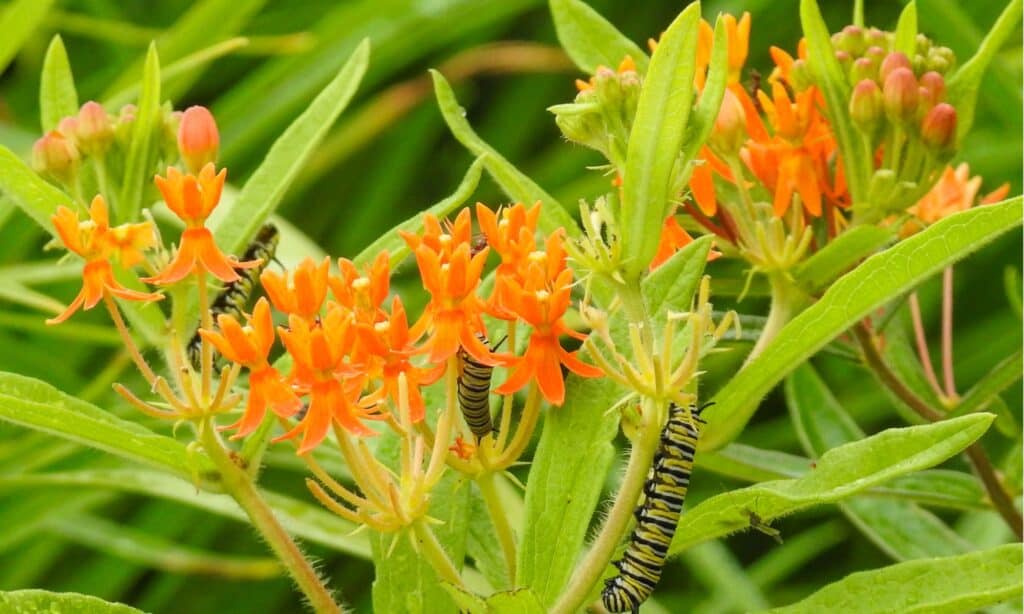 Butterfly Weed vs Milkweed