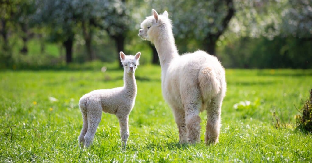 mamma e cucciolo di alpaca