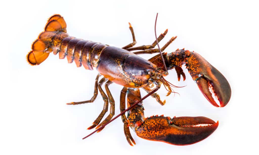 Aragosta canadese