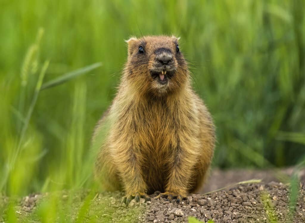 Marmotta