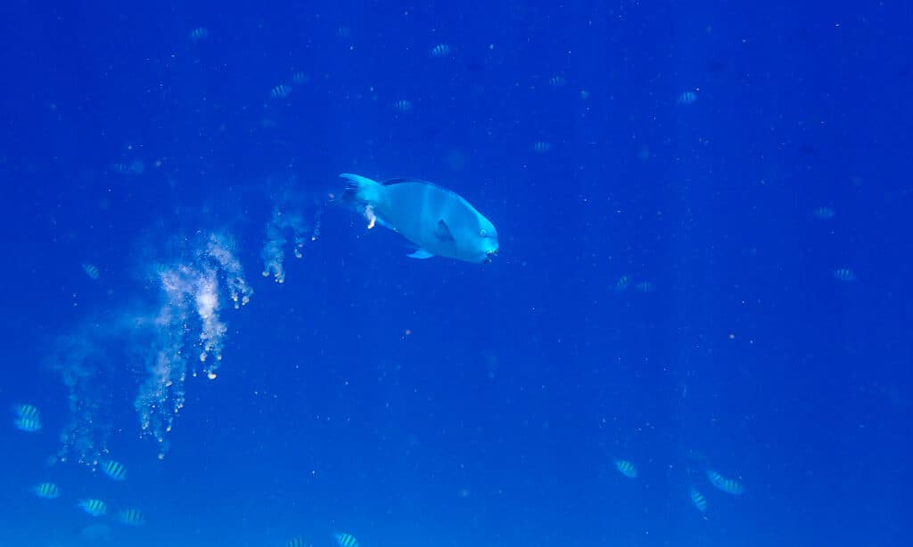 cacca di pesce pappagallo 