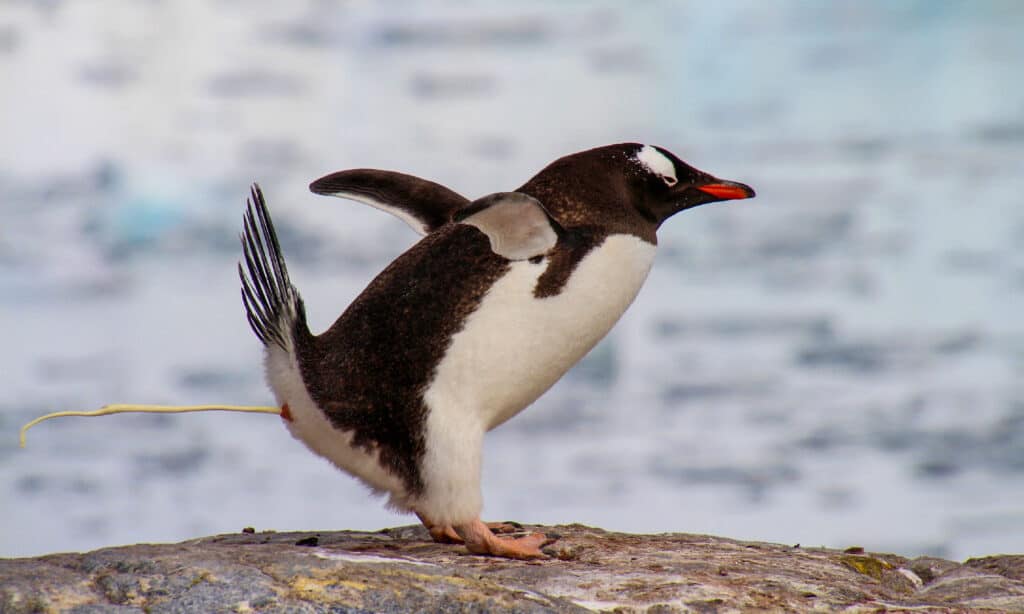   cacca di pinguino