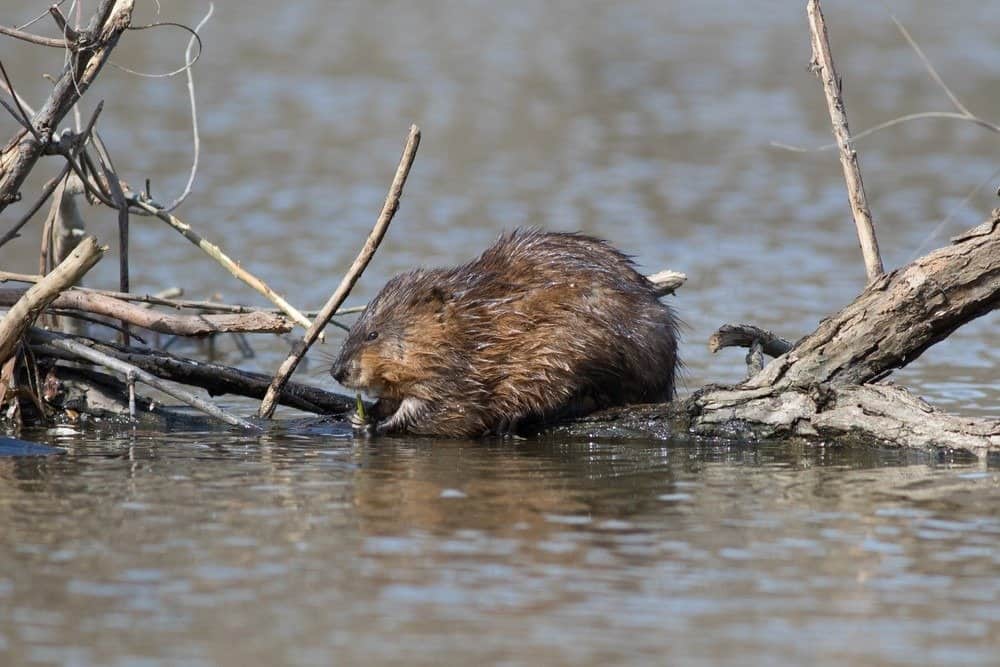Cosa mangiano i topi muschiati - Topo muschiato che mangia su un tronco vicino all'acqua