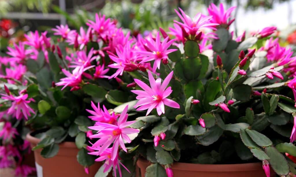 Succulente in fiore