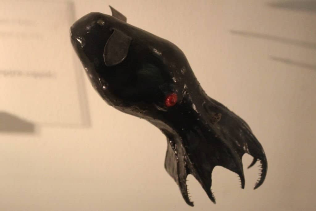 Un giovane calamaro vampiro che nuota tra particelle bianche nel Monterey Bay National Marine Sanctuary.