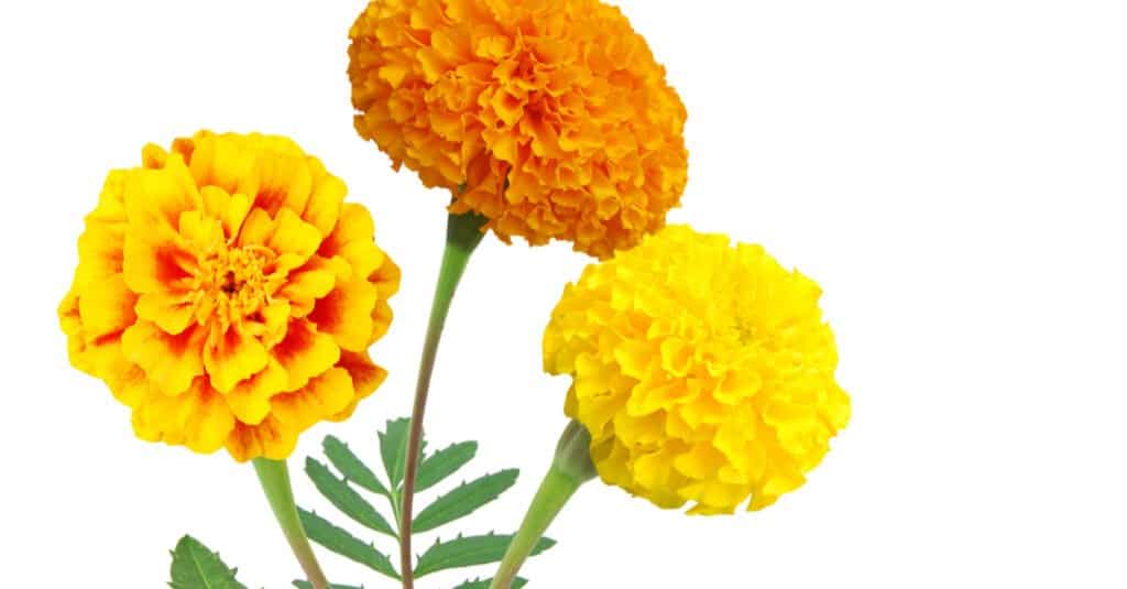 Calendula vs Calendula