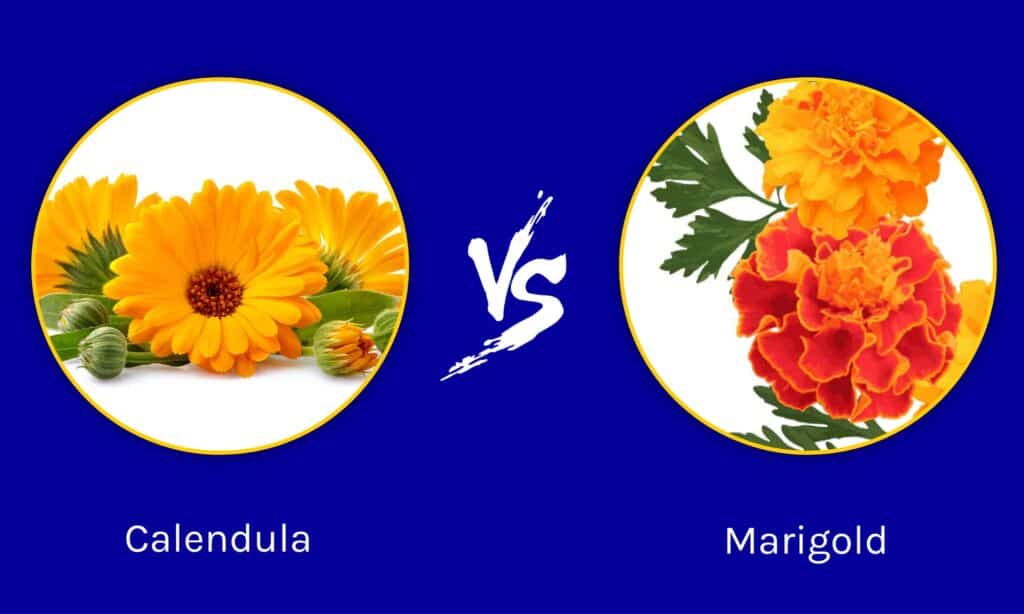 Calendula vs Calendula