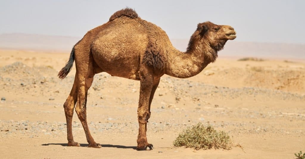 Cammello esotico di proprietà dell'animale domestico