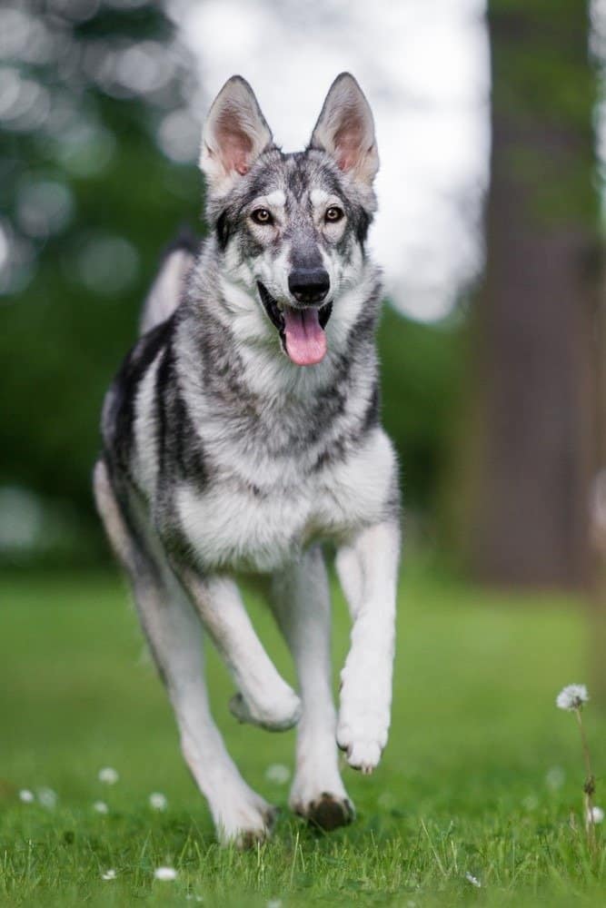 Corsa del cane Inuit settentrionale
